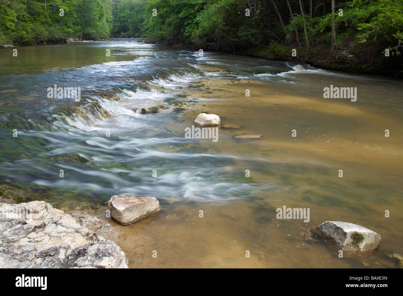 Kistachie Bayou, Kisatchie National Forest, Louisiana Foto Stock