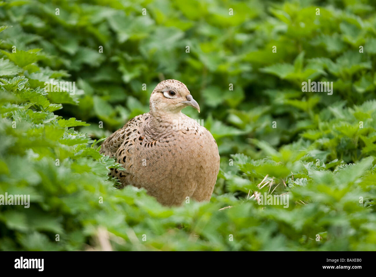 Un fagiano Femmina ( Phasianus colchicus ) - Norfolk , Inghilterra Foto Stock