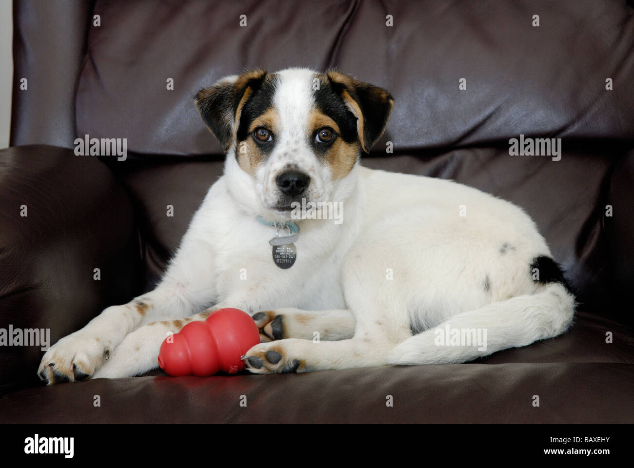 Carino di razza mista cucciolo Foto Stock