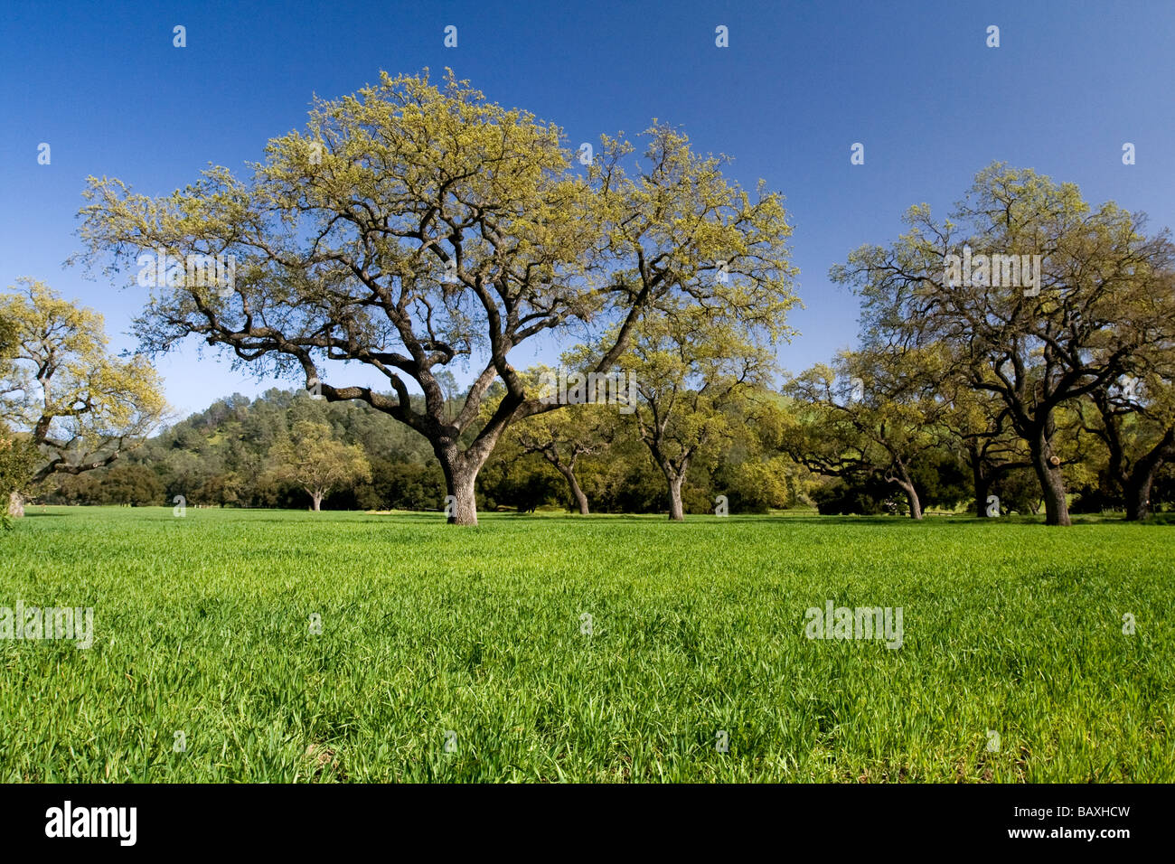 Valle di querce, di Santa Ynez Valley Foto Stock