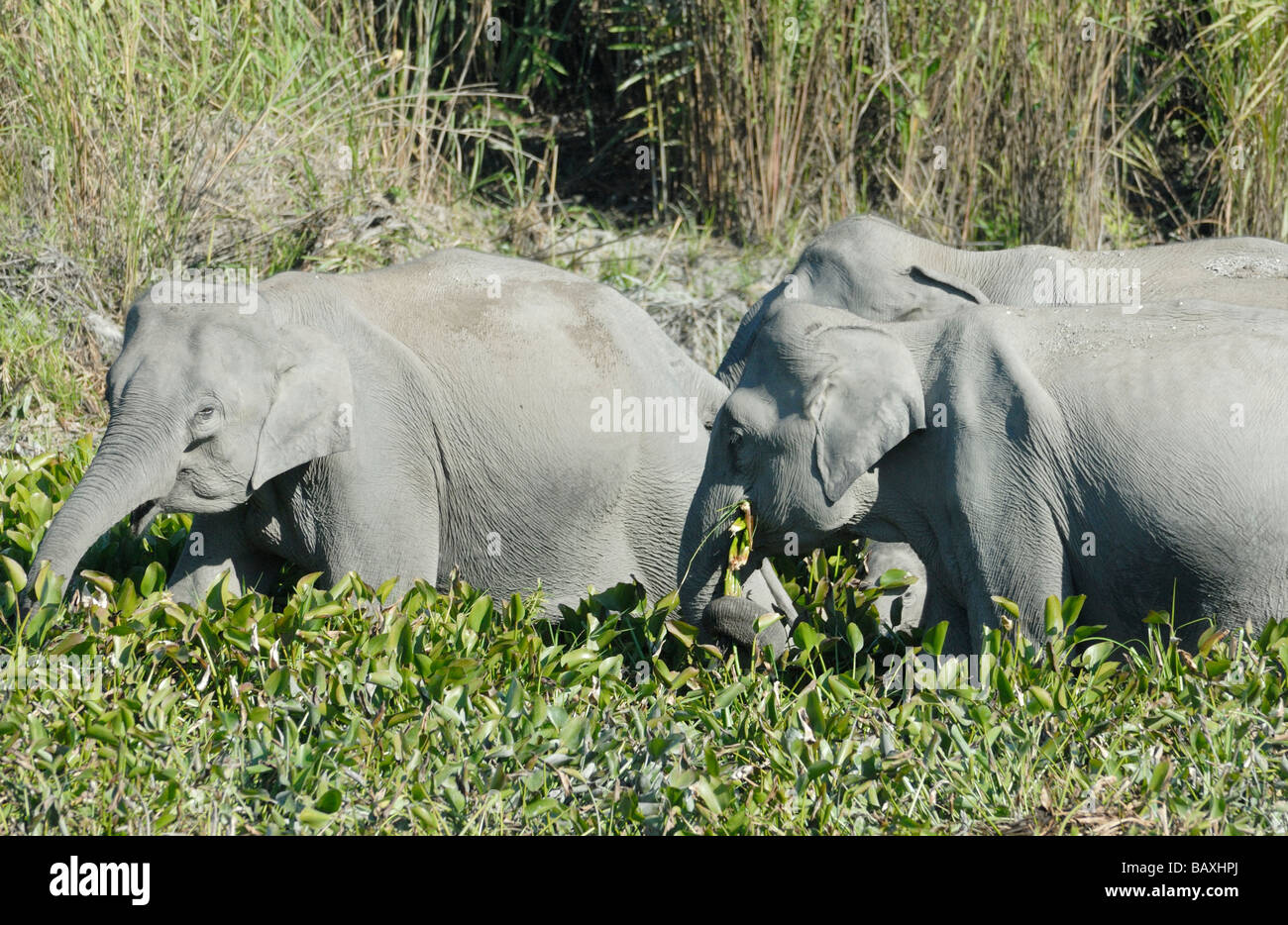 Tre femminili wild elefanti indiani (Elephas maximus indicus) mangiando piante d acqua ai margini di un lago. Foto Stock