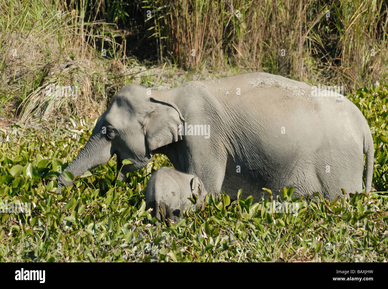 Una femmina di wild elefanti indiani (Elephas maximus indicus) con un bambino di mangiare le piante di acqua ai margini di un lago Foto Stock