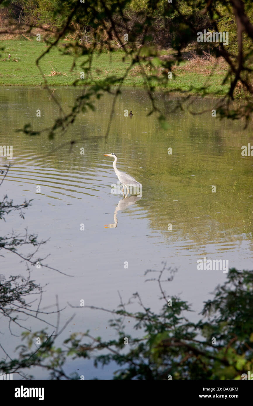 Intermedio o giallo fatturati Garzetta Keoladeo il santuario degli uccelli in Bharatpur India Foto Stock