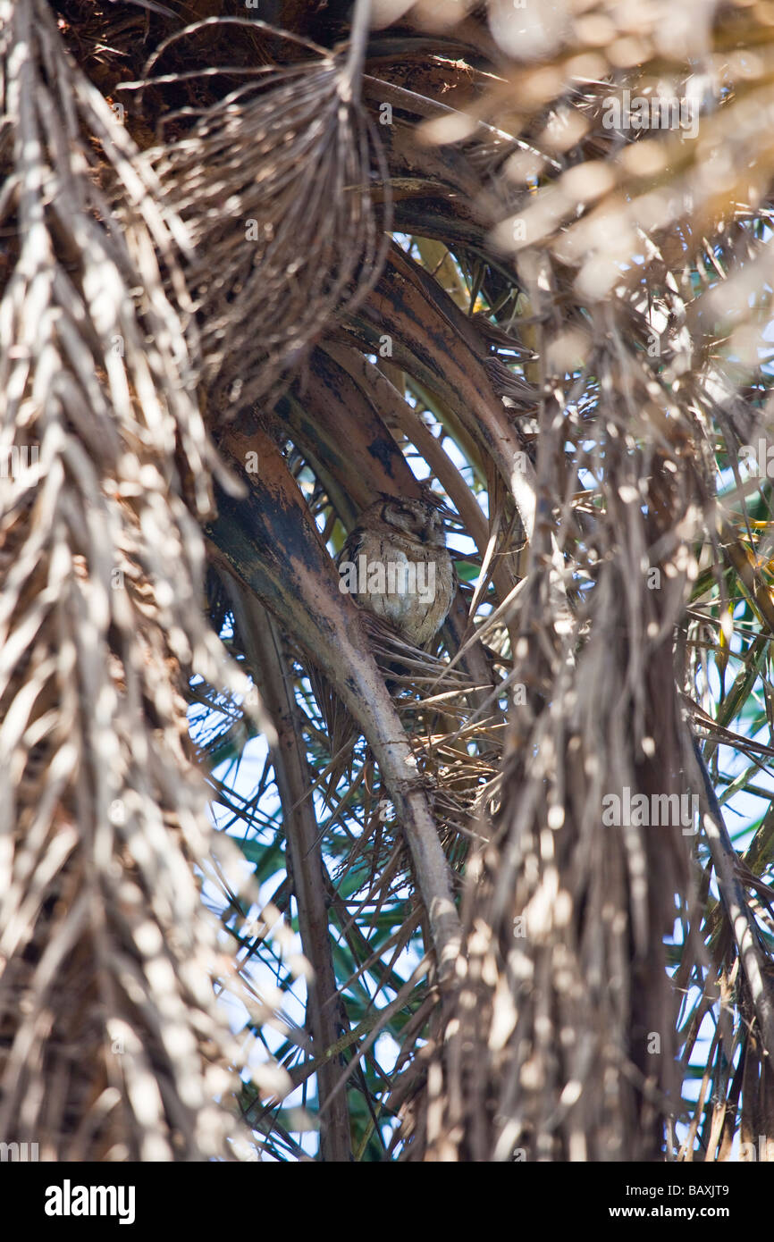 Il Gufo marrone in una struttura ad albero in Keoladeo il santuario degli uccelli in Bharatpur India Foto Stock