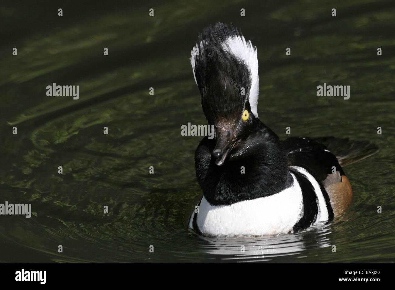 Vista frontale dei maschi di Hooded Merganser Lophodytes cucullatus nuotare in acqua a Martin mera WWT, LANCASHIRE REGNO UNITO Foto Stock