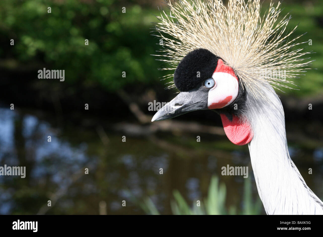 Close Up di piume di testa di African Grey Crowned Crane Balearica regulorum prese a Martin mera WWT, LANCASHIRE REGNO UNITO Foto Stock