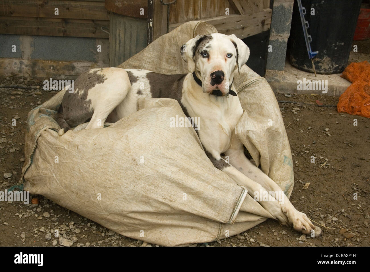 Giovani femmine alano arlecchino marrone e macchie bianche sulla seduta di rivestimento in cantiere stabile Foto Stock