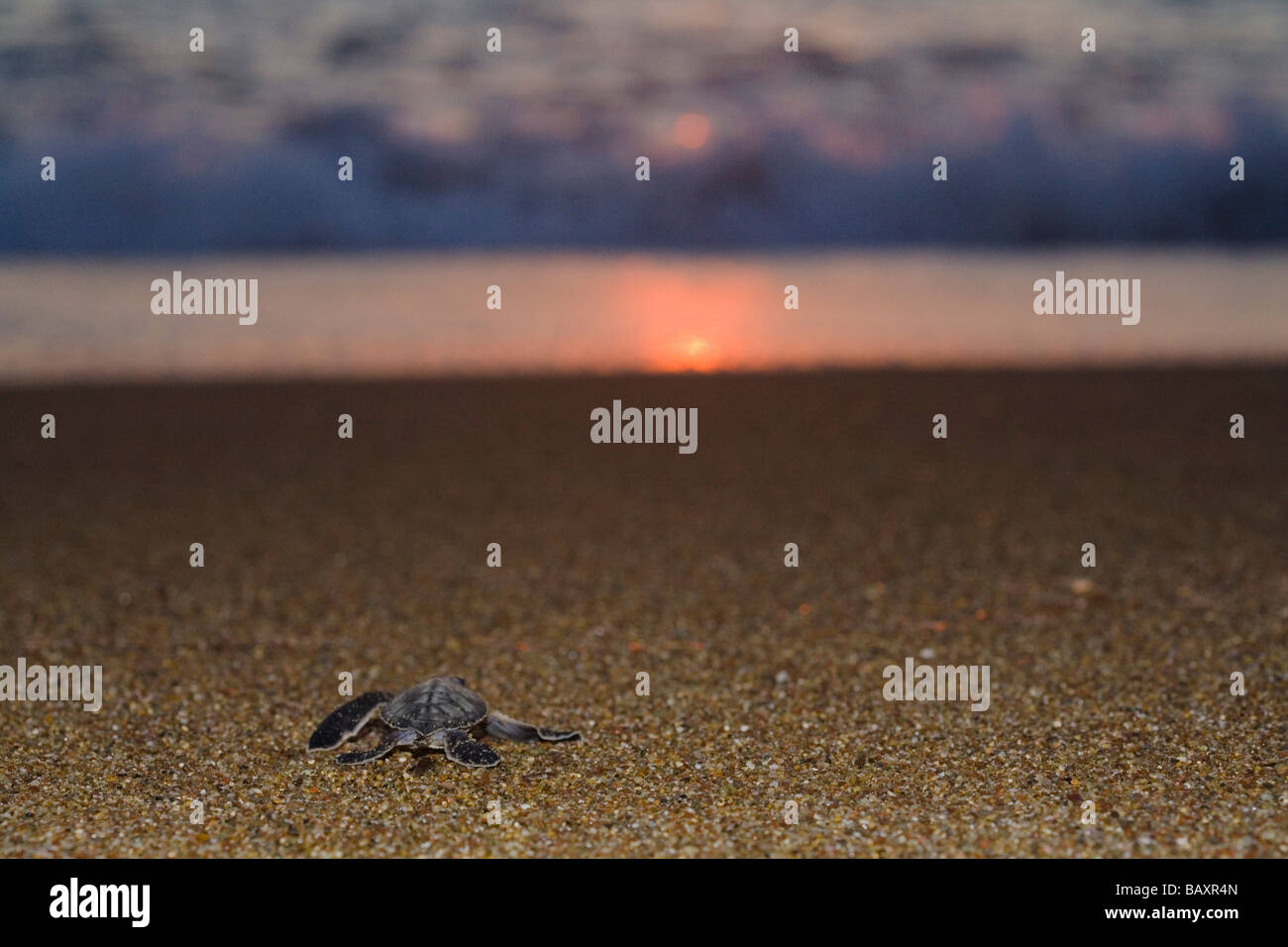 Tartaruga Verde, Chelonia Mydas, in esecuzione dal suo nido al mare, progetto tartaruga, Lara Beach,, Akamas Cipro Foto Stock