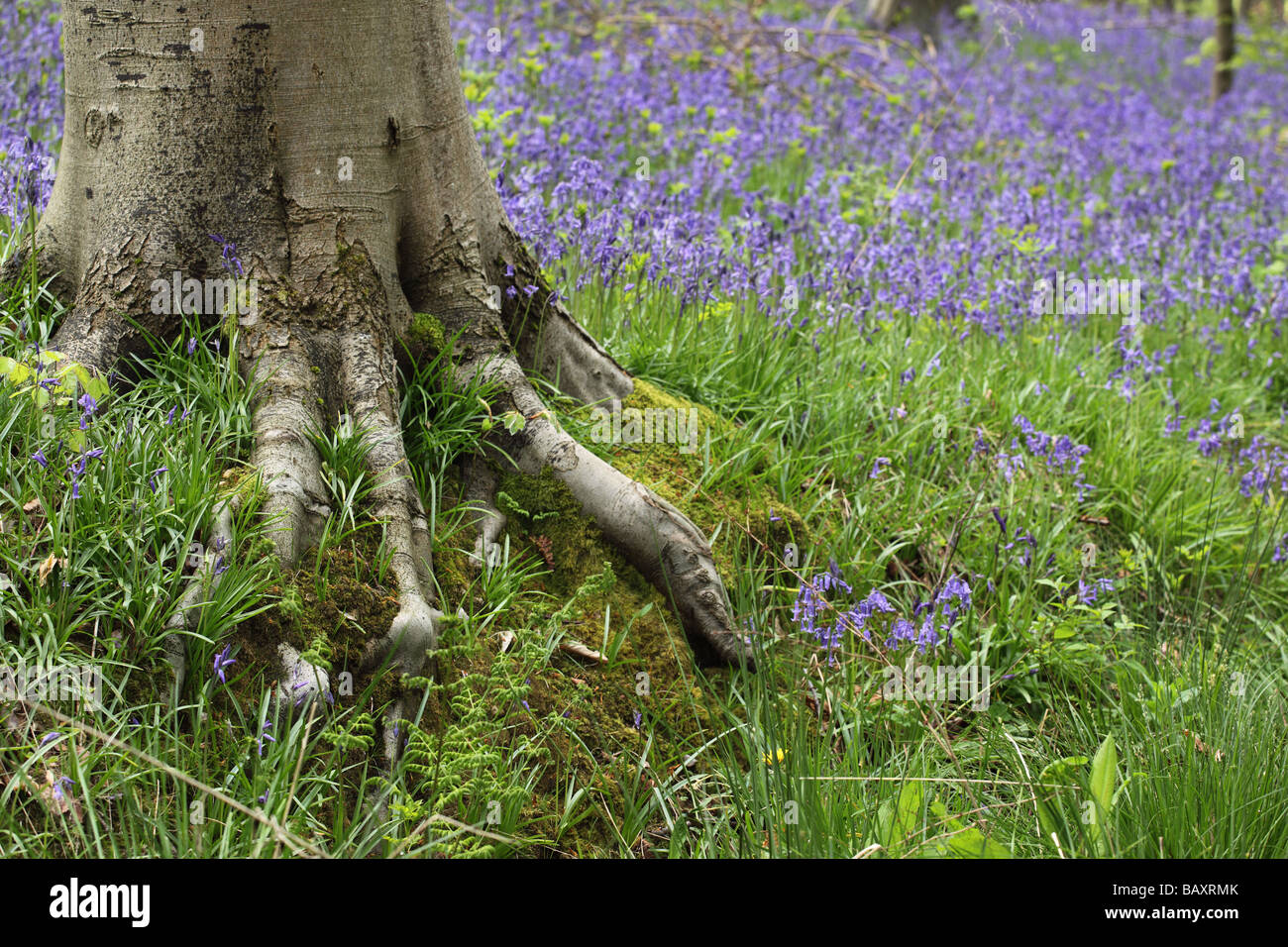 Primo piano di a tronco di albero che mostra le radici esposte in un legno di Bluebell di primavera, Regno Unito Foto Stock