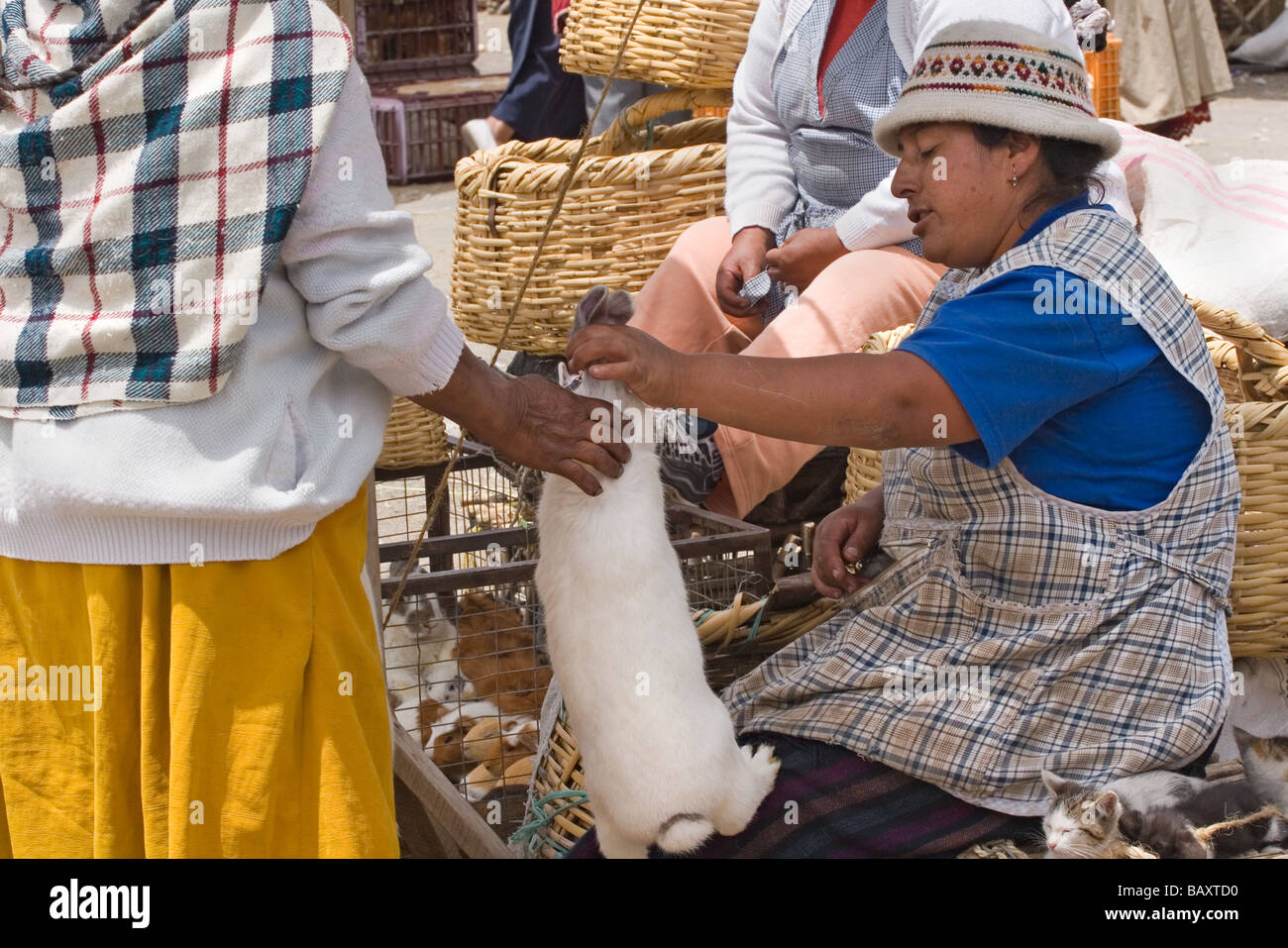 Donna indigena vendita di coniglio alla enorme mercato Saquisili a nord di Latacunga nella provincia di Cotopaxi Altipiani Centrali Ecuador Foto Stock