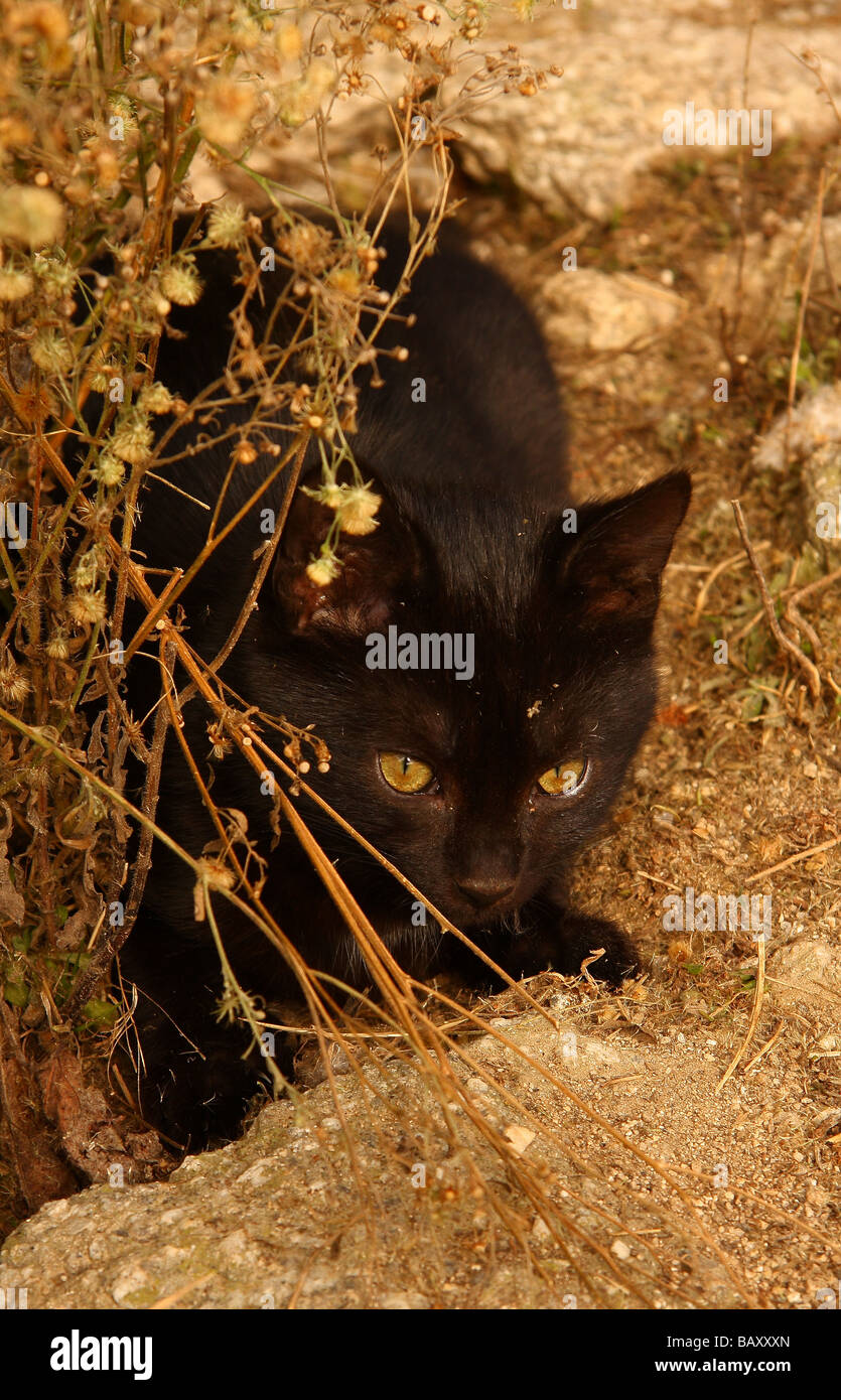 Un piccolo gattino nero accovacciato dietro alcune erbe secche di fronte a un vecchio muro di pietra Foto Stock