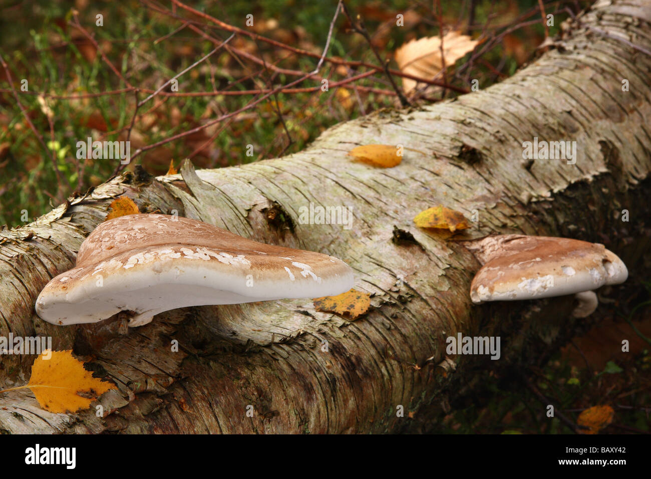 Due Birch Polypore funghi (Piptoporus betulinus) su un caduto argento betulla. Surrey in Inghilterra. Foto Stock