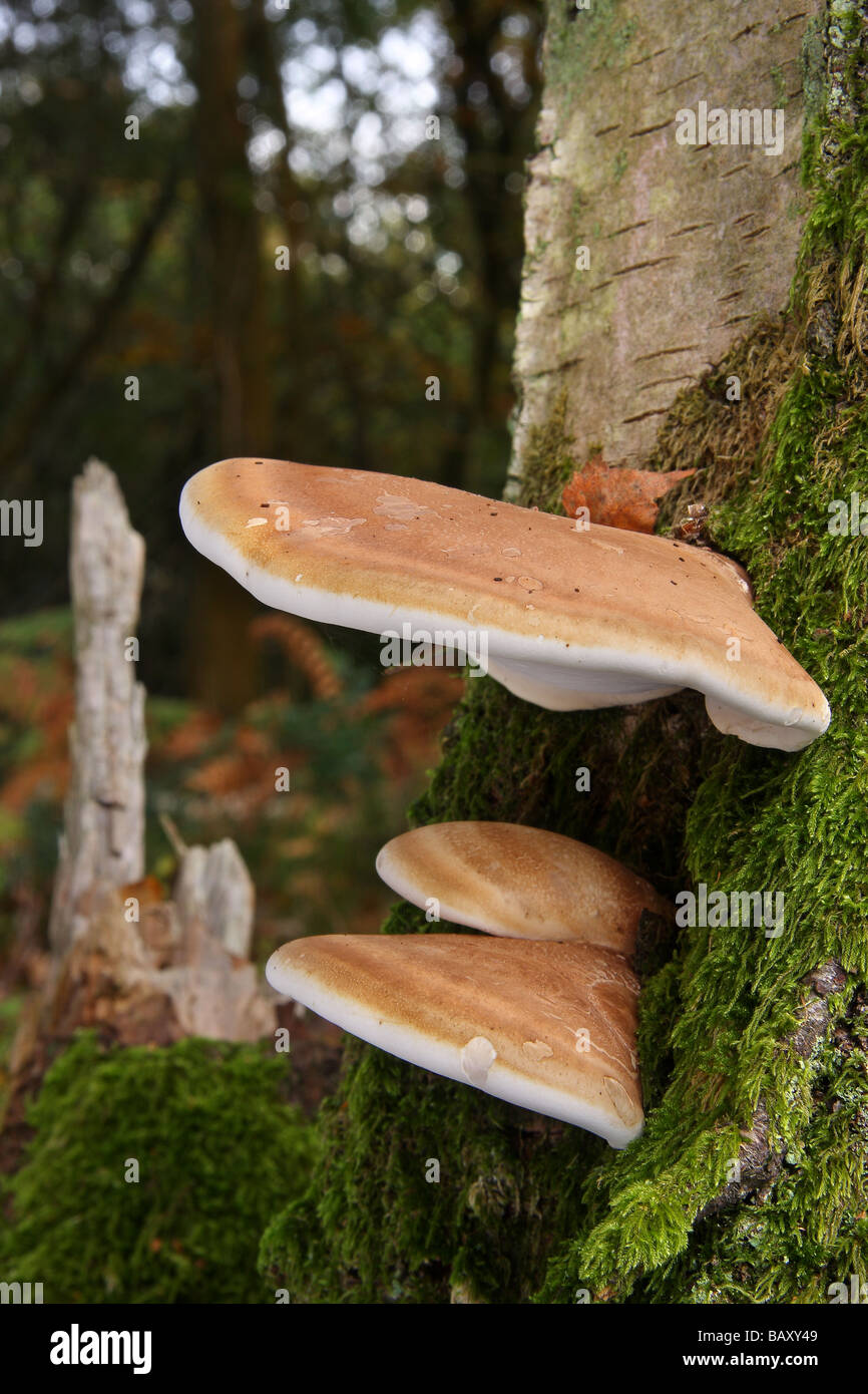 Diversi Birch Polypore funghi (Piptoporus betulinus) su un argento betulla. Surrey in Inghilterra. Foto Stock