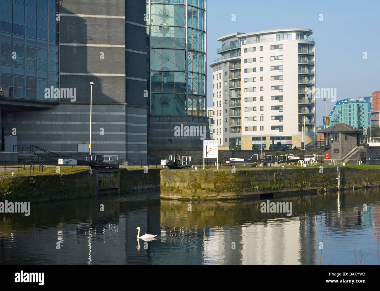 Cigno sul fiume Aire, davanti al Royal Armouries Museum, Leeds, West Yorkshire, Inghilterra, Regno Unito Foto Stock
