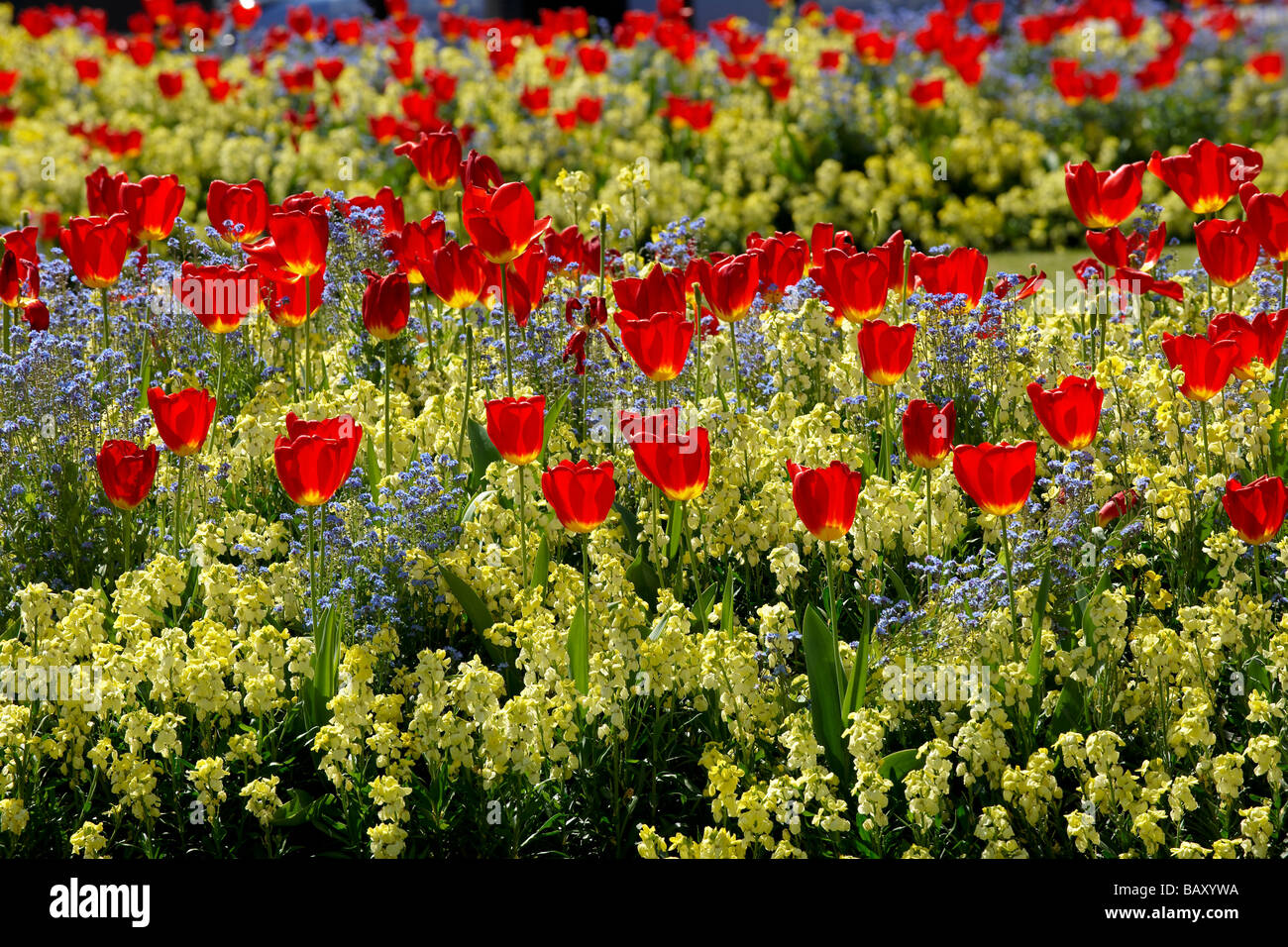 Un abbondanza di tulipani in un letto di fiori in primavera tempo Foto Stock