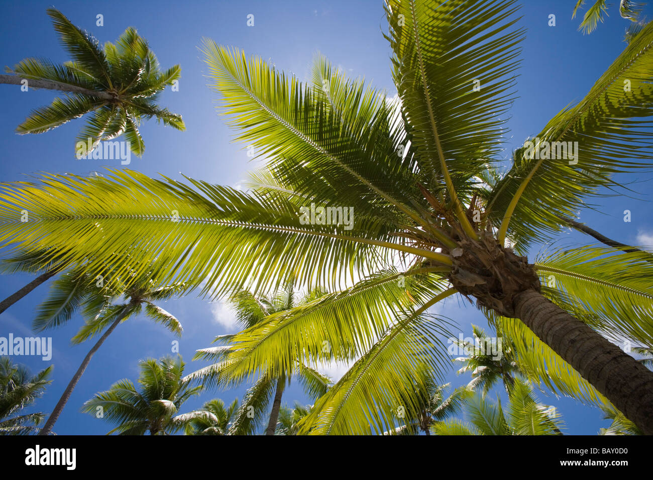 Gli alberi di cocco, Avatoru, Rangiroa, Tuamotus, Polinesia Francese Foto Stock