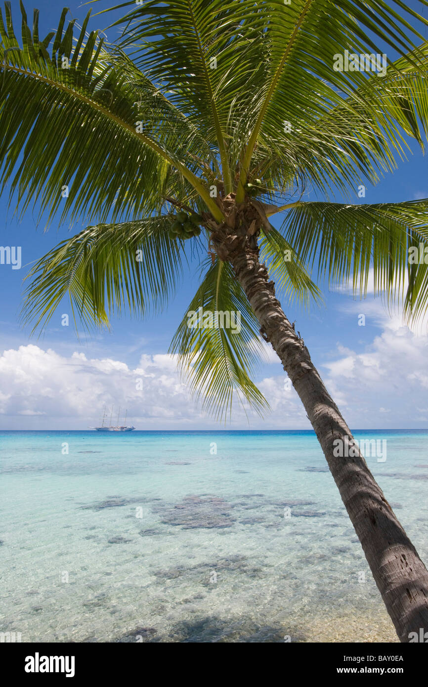 Albero di cocco e vela Cruiseship Star Flyer (Star Clippers crociere) in Rangiroa Atoll, Avatoru, Rangiroa, Tuamotus, Francese Foto Stock