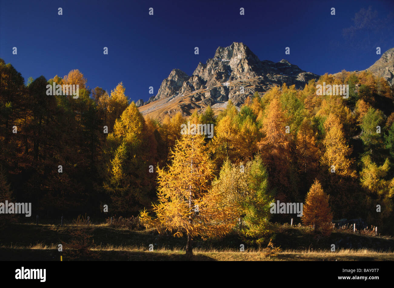 In autunno la foresta di larici sotto i picchi di Grevasalvas, Maloja pass, Val Bregaglia, Canton Grigioni, Svizzera Foto Stock