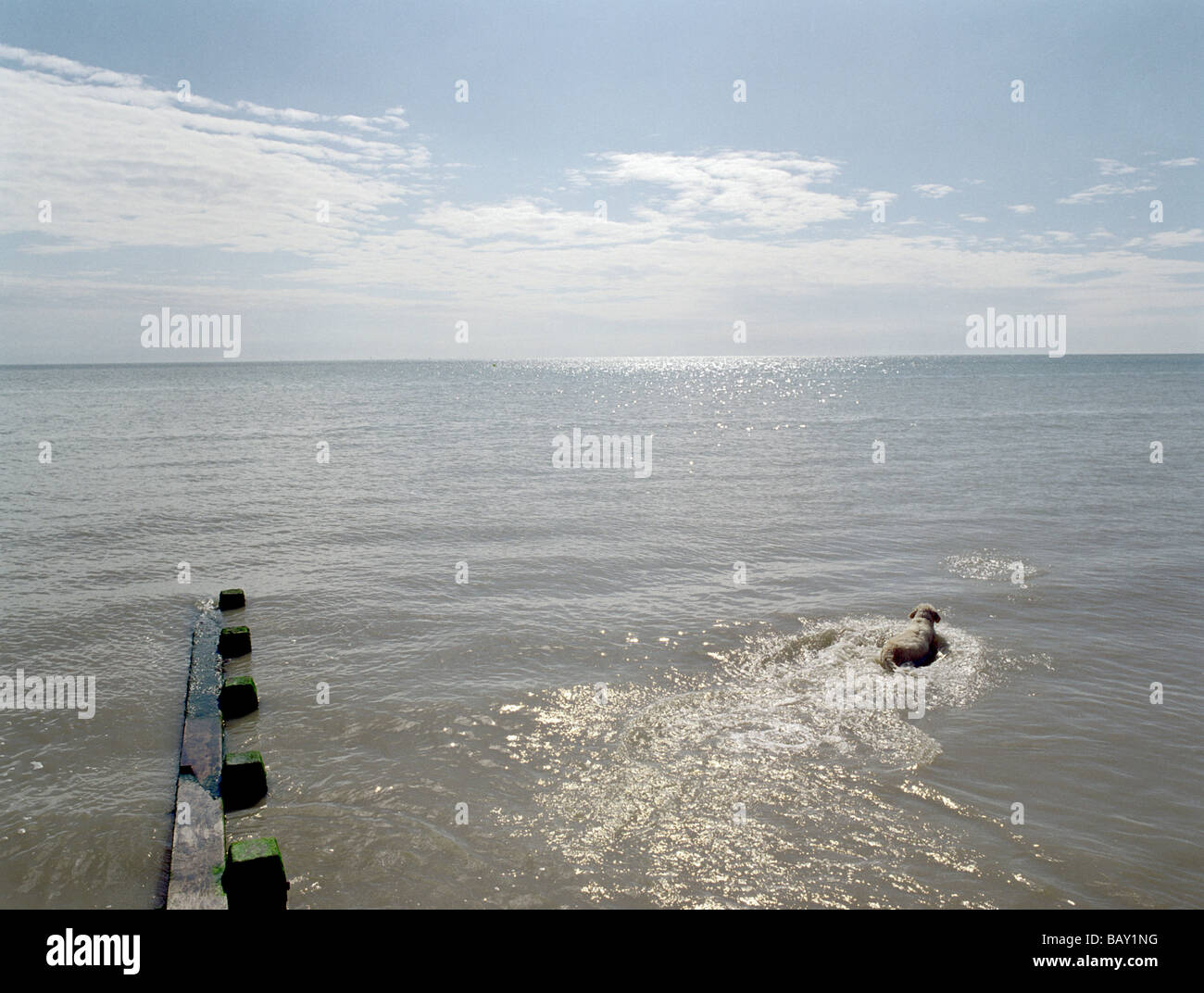 Cane di nuoto nel vasto mare aperto, Pevensey Beach, Pevensey Bay, East Sussex, sud-est dell' Inghilterra, Inghilterra, Gran Bretagna Foto Stock