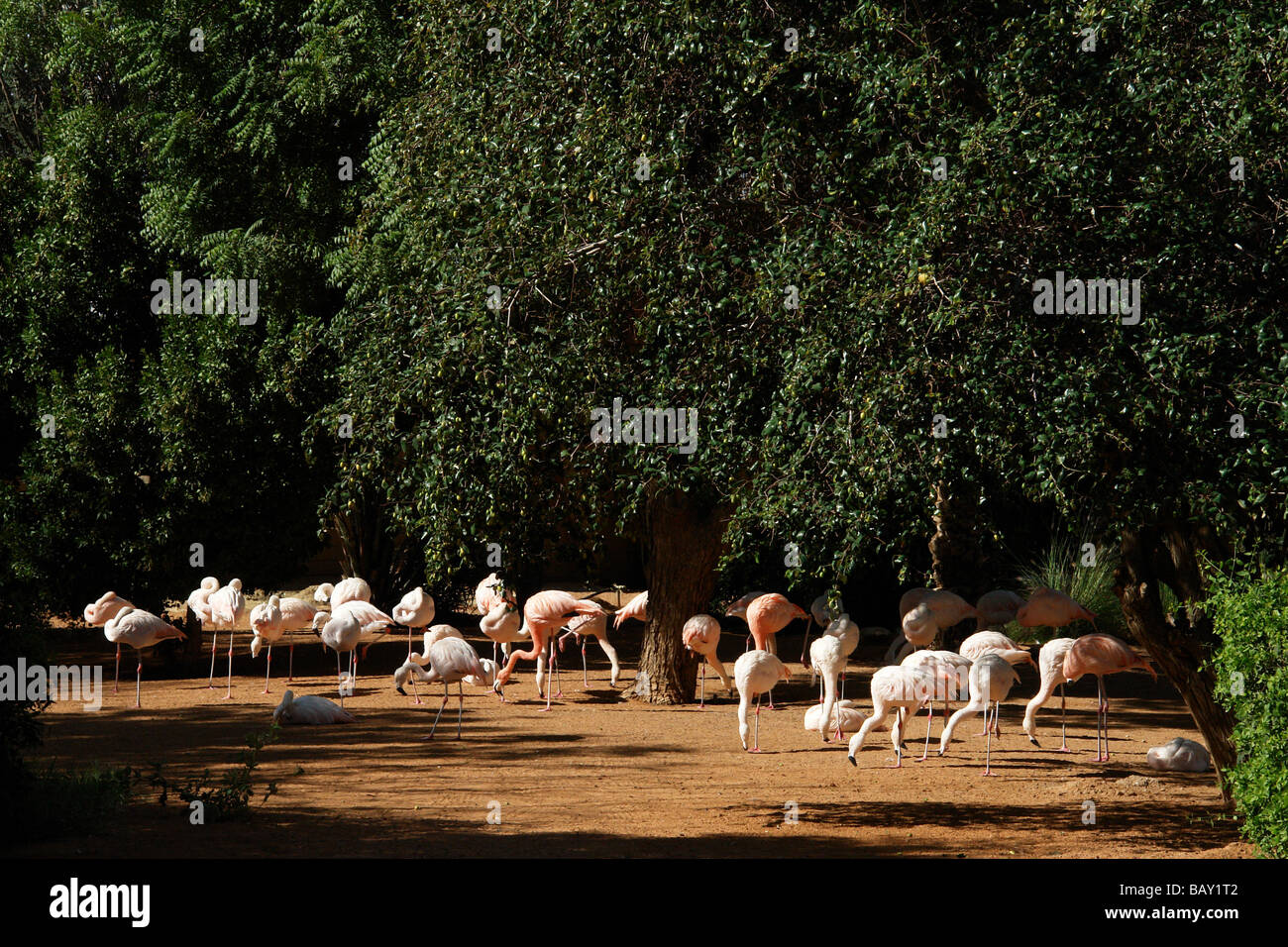 Al Ain Zoo, Abu Dhabi, Emirati Arabi Uniti, Emirati arabi uniti Foto Stock