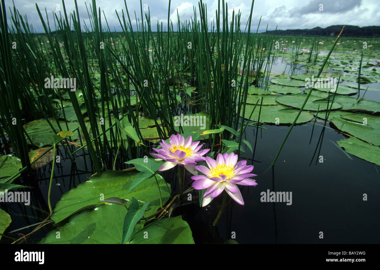Acqua lillies su Cooper Creek, Arnhem Land, Australia Foto Stock