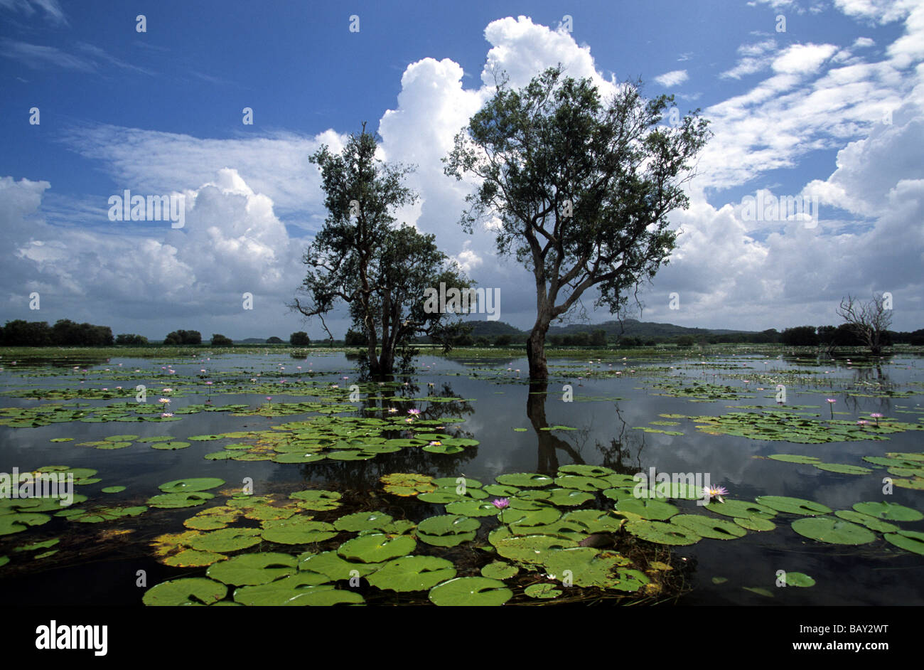 Acqua lillies su Cooper Creek, Arnhem Land, Australia Foto Stock