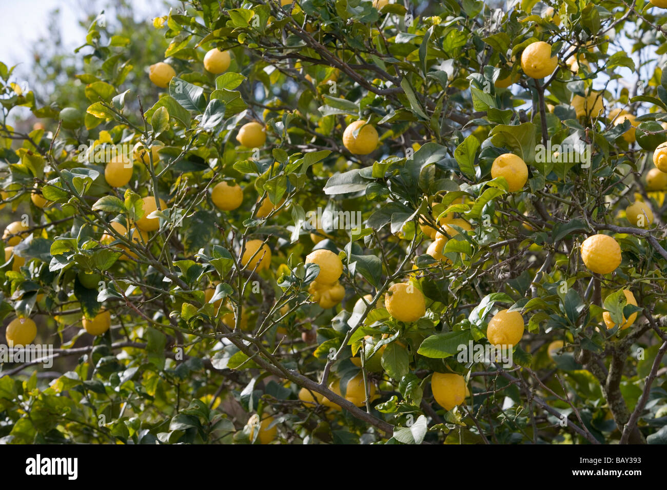 Lemon Tree, vicino a Randa, Maiorca, isole Baleari, Spagna Foto Stock