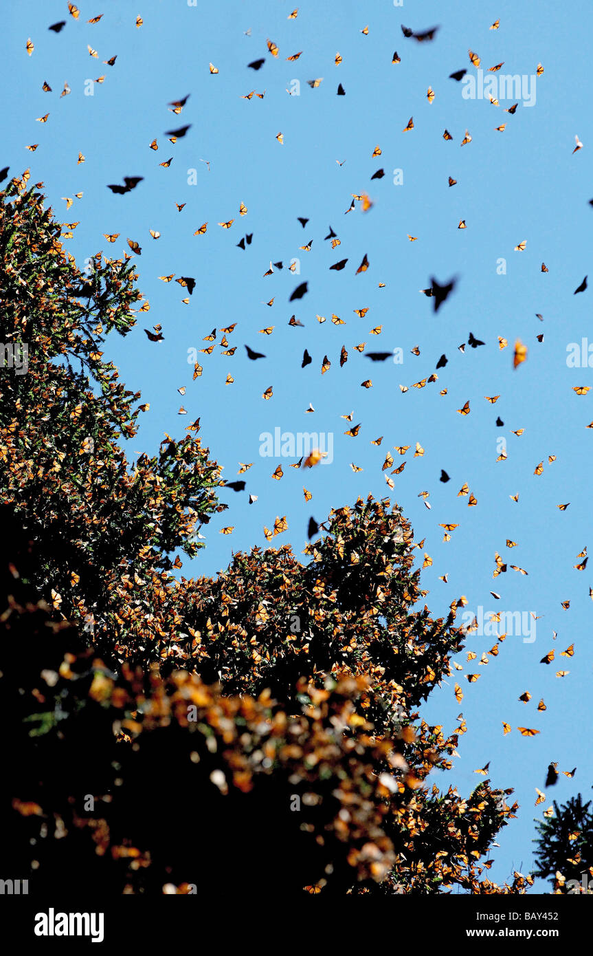 Farfalle monarca nei pressi del villaggio di montagna di San Luis, Messico Foto Stock