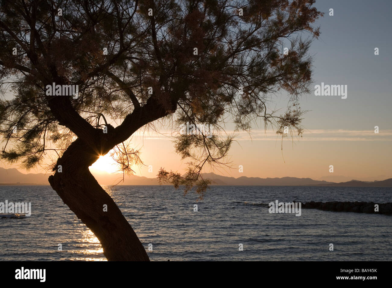 Albero e Baia di Alcudia, Colonia de Sant Pere, Maiorca, isole Baleari, Spagna Foto Stock
