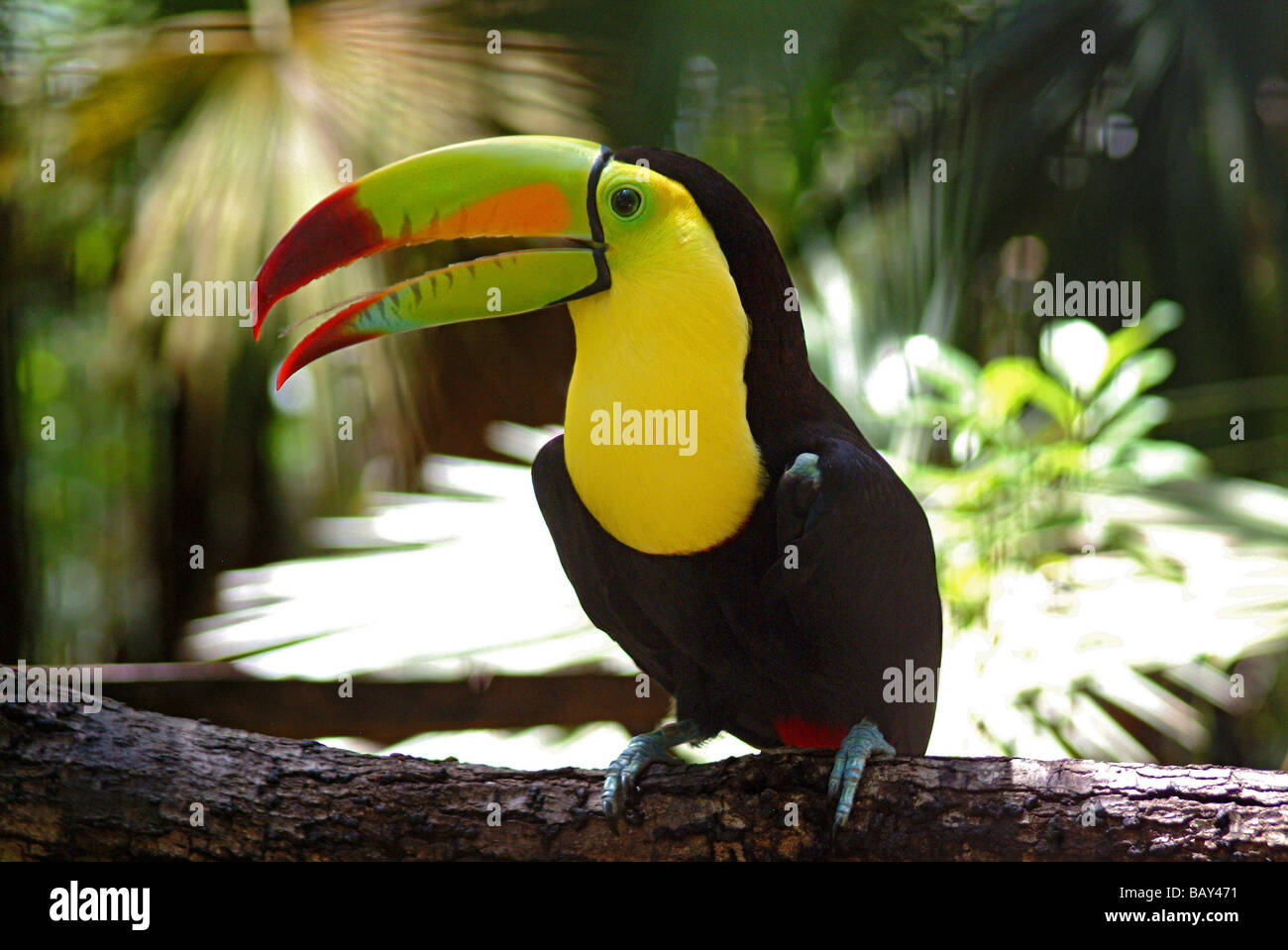 Tucan nella foresta del Belize, America Centrale Foto Stock