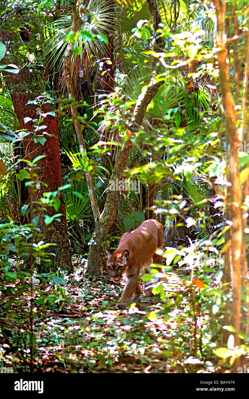 Puma nel Belize rainforest, Belize, America Centrale Foto Stock