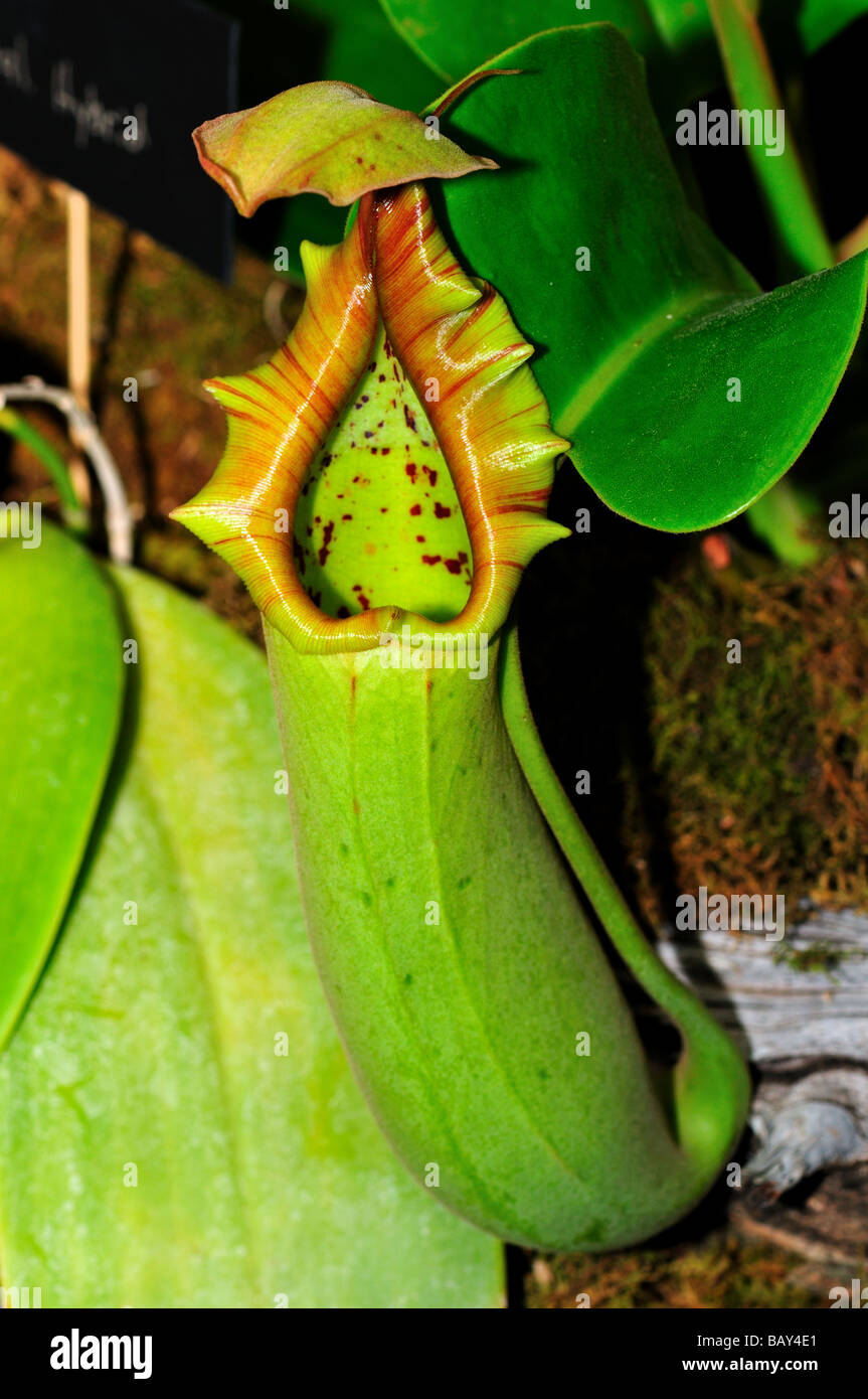 Fiore di una pianta brocca - Nepenthes. Foto Stock