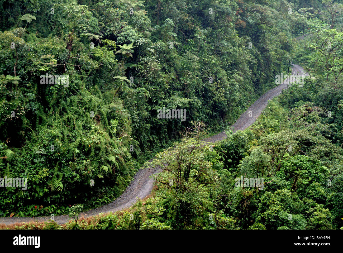 Via nella foresta pluviale del Parco Nazionale del Manu, Amazzonia, Perù, Sud America Foto Stock