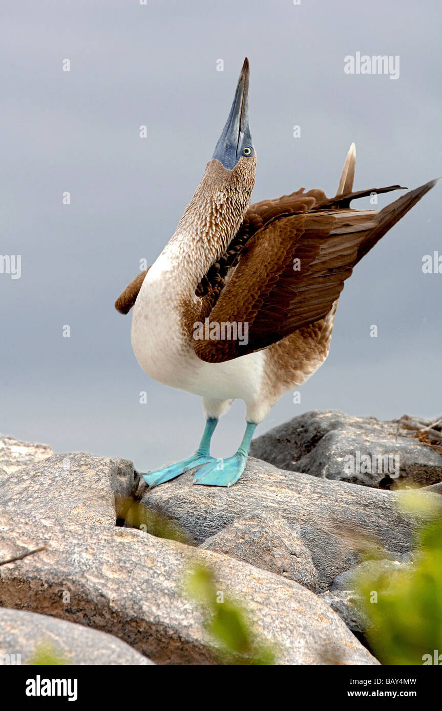 Blue footed Booby, Isole Galapagos, Ecuador, Sud America Foto Stock