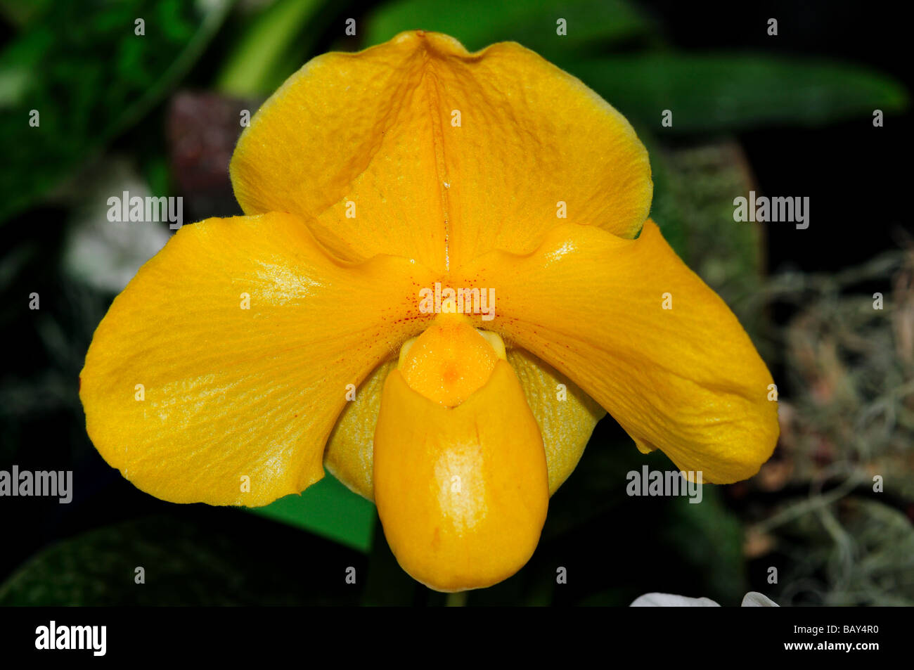 Fiori di orchidea. Di colore giallo brillante pianella della Madonna. Foto Stock