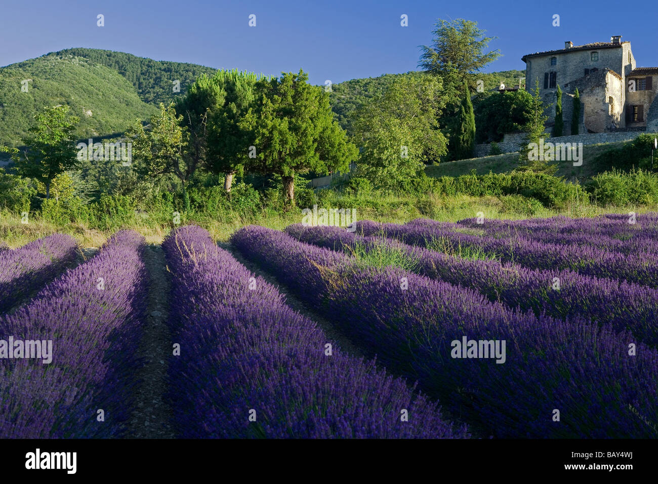 Blooming campo di lavanda di fronte al villaggio Auribeau, Luberon, Vaucluse Provence, Francia Foto Stock