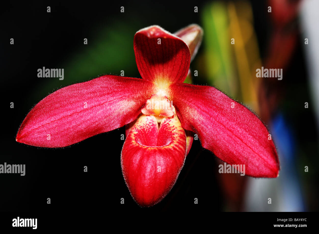 Fiori di orchidea. Rosso brillante pianella della Madonna. Foto Stock