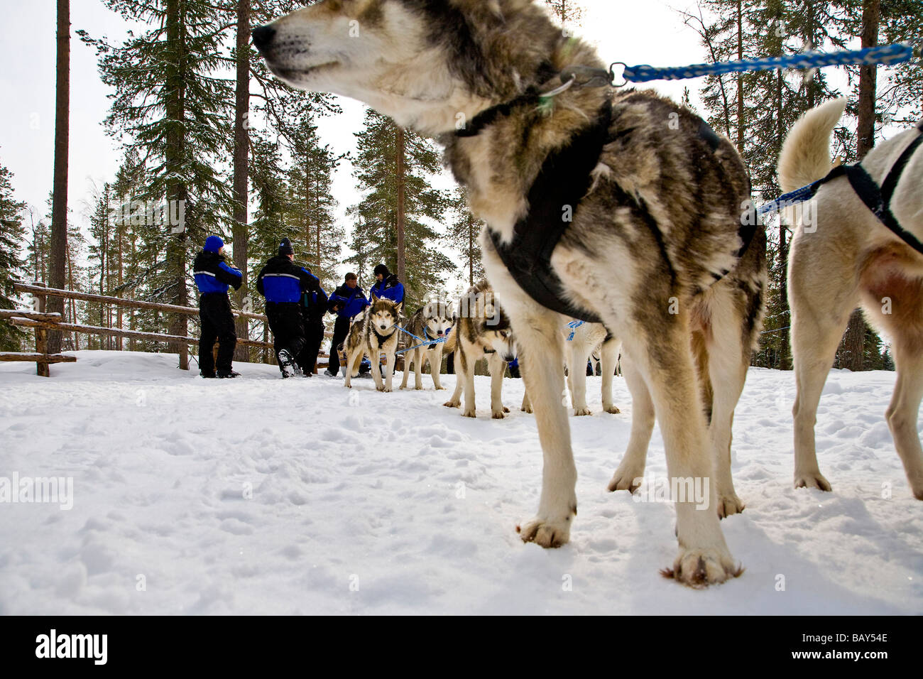 Husky, slitta trainata da cani, Rovaniemi, Lapponia, Finlandia, Europa Foto Stock