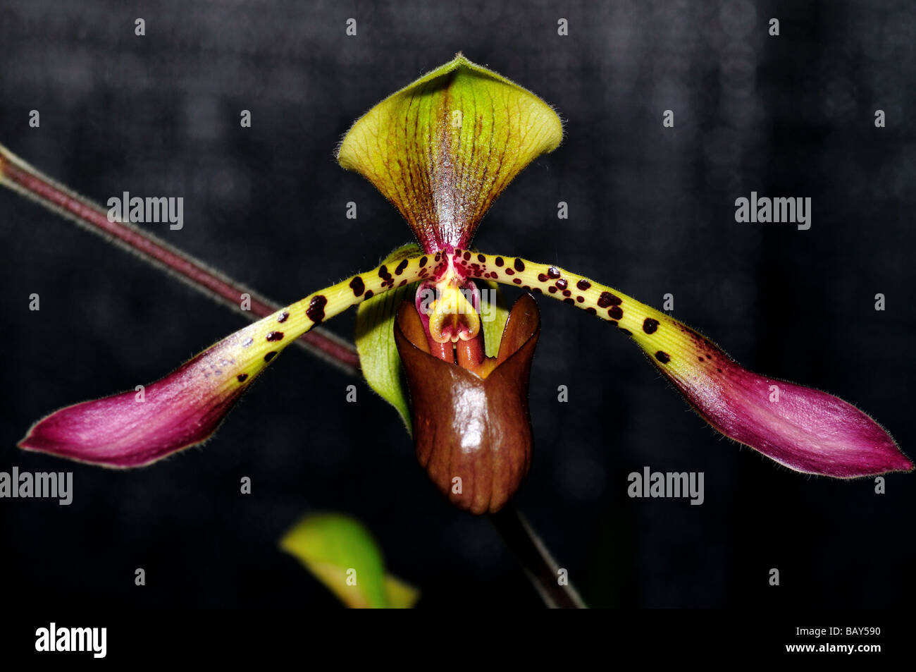 Fiori di orchidea. Purple green Lady's pantofole Foto Stock