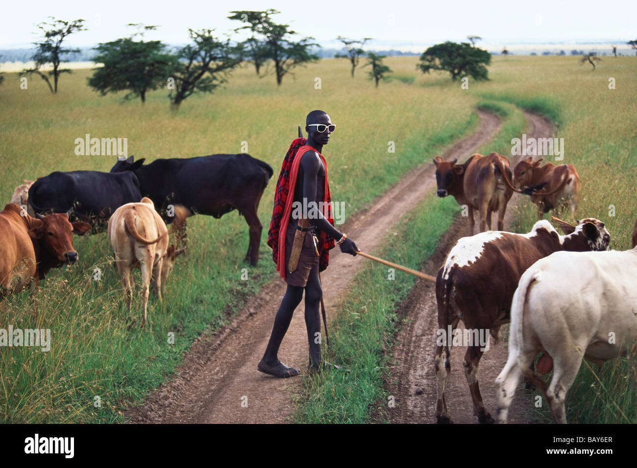 Massai pastore con il bestiame, Massai Mara National Park, Kenya, Africa Foto Stock