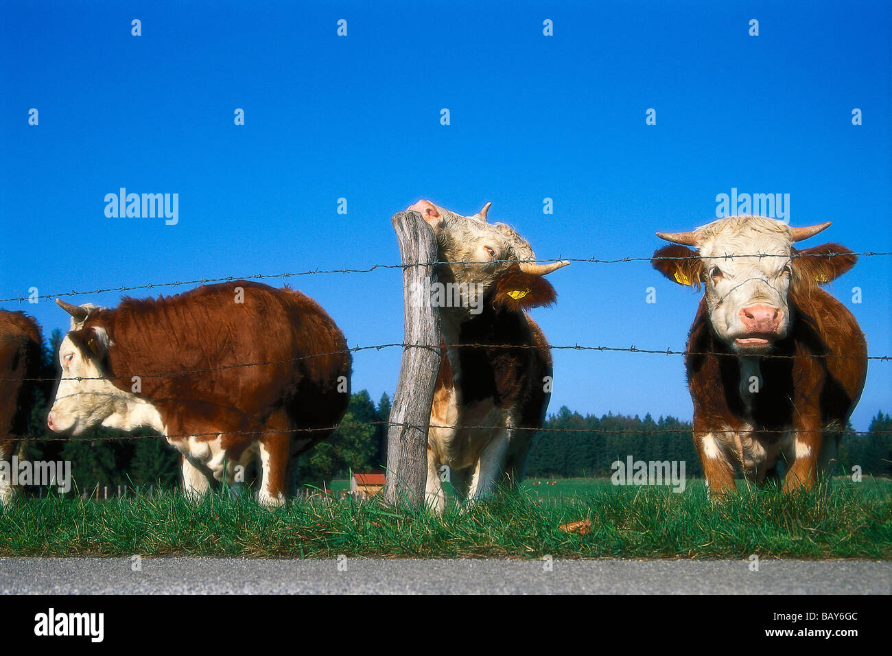 Vacche da latte su pascolo, Alta Baviera, Germania Foto Stock