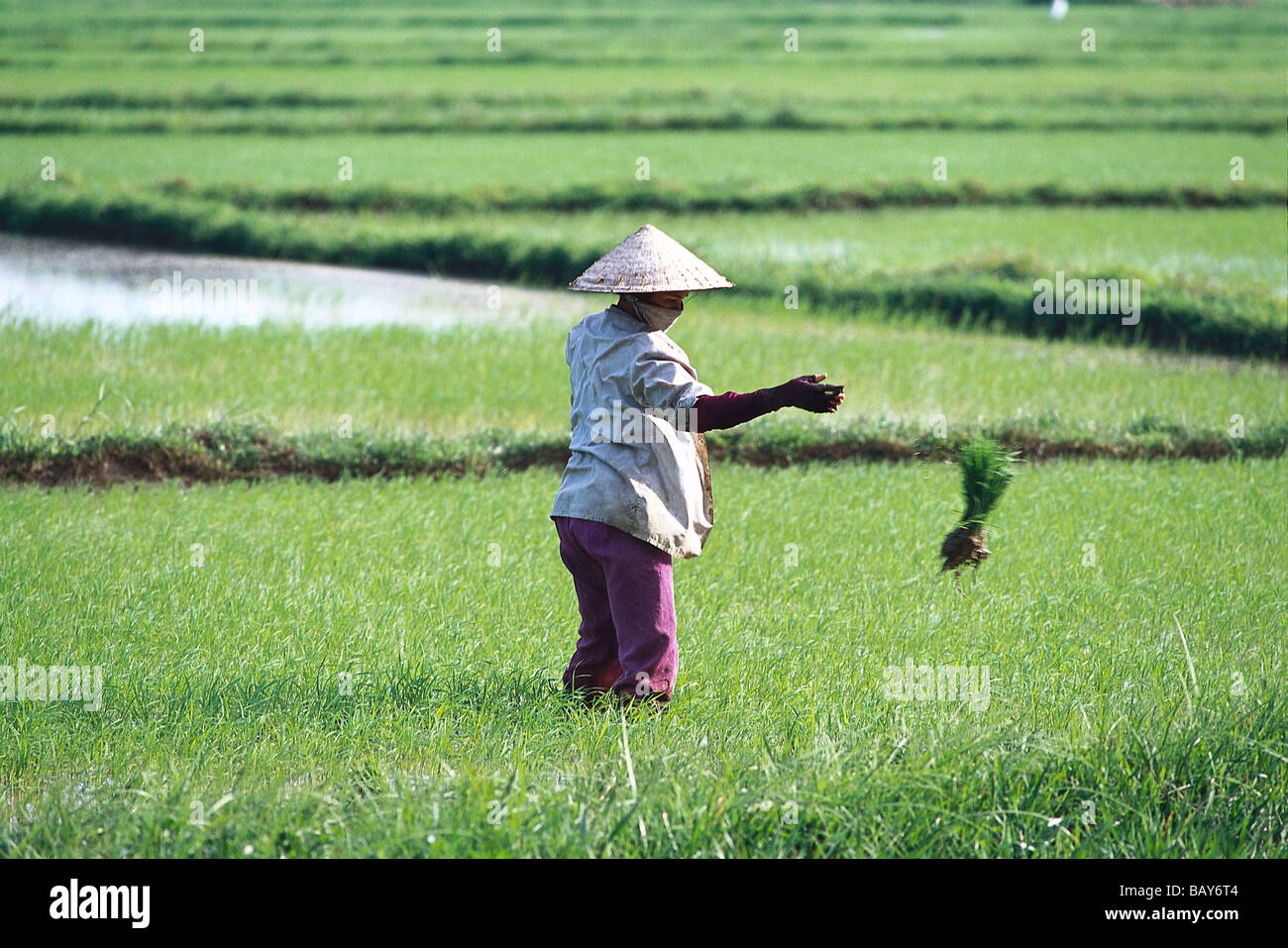 Donna che indossa un cappello in un campo di riso, Danang, Vietnam Foto Stock