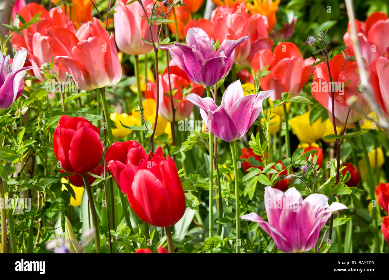 Molte diverse varietà delle colorate tulipani in una frontiera di Abbey House Gardens Malmesbury Wiltshire, Inghilterra REGNO UNITO Foto Stock