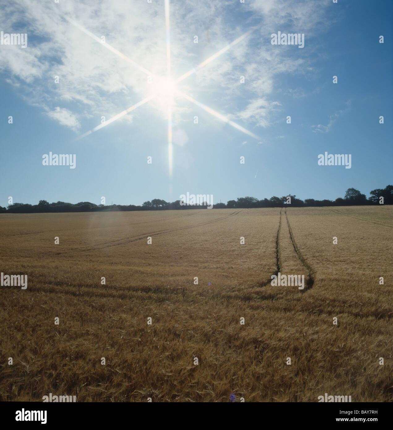 Vista su orzo mature verso il sole evidenziati mediante un filtro di tipo starburst Foto Stock