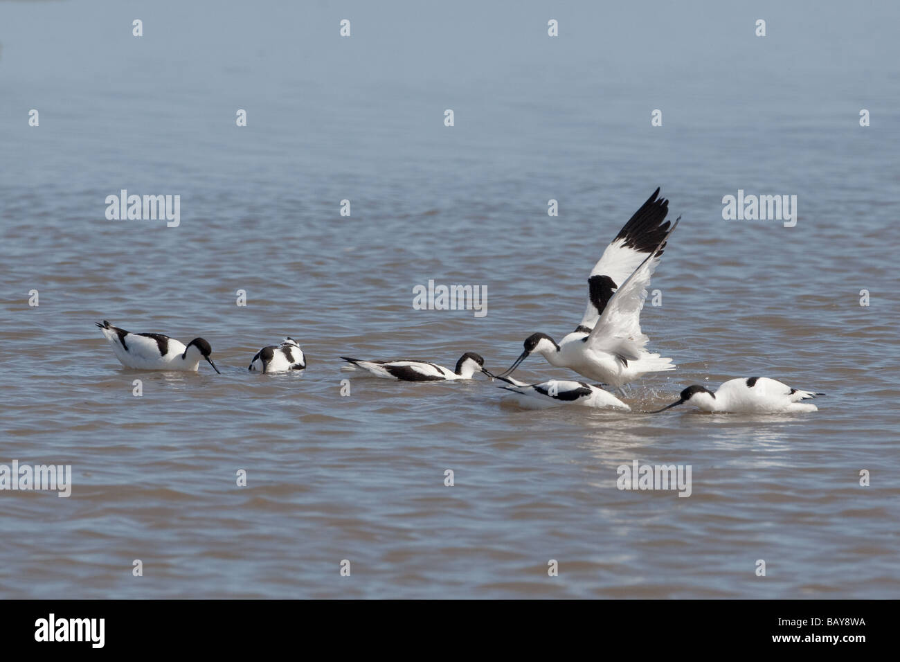 Avocette Recurvirostra avocetta combattimenti Foto Stock