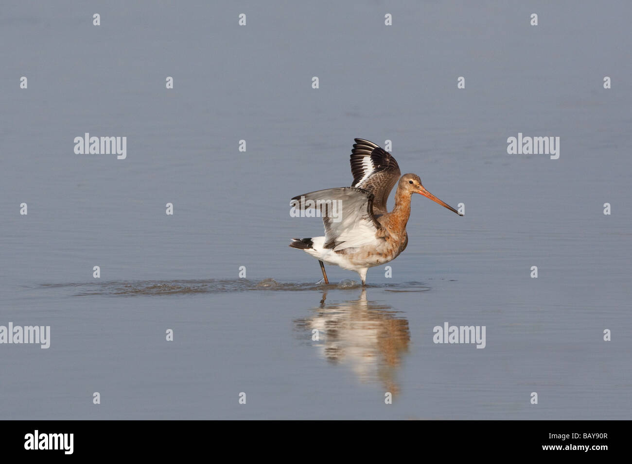 Nero-tailed Godwit Limosa limosa Foto Stock