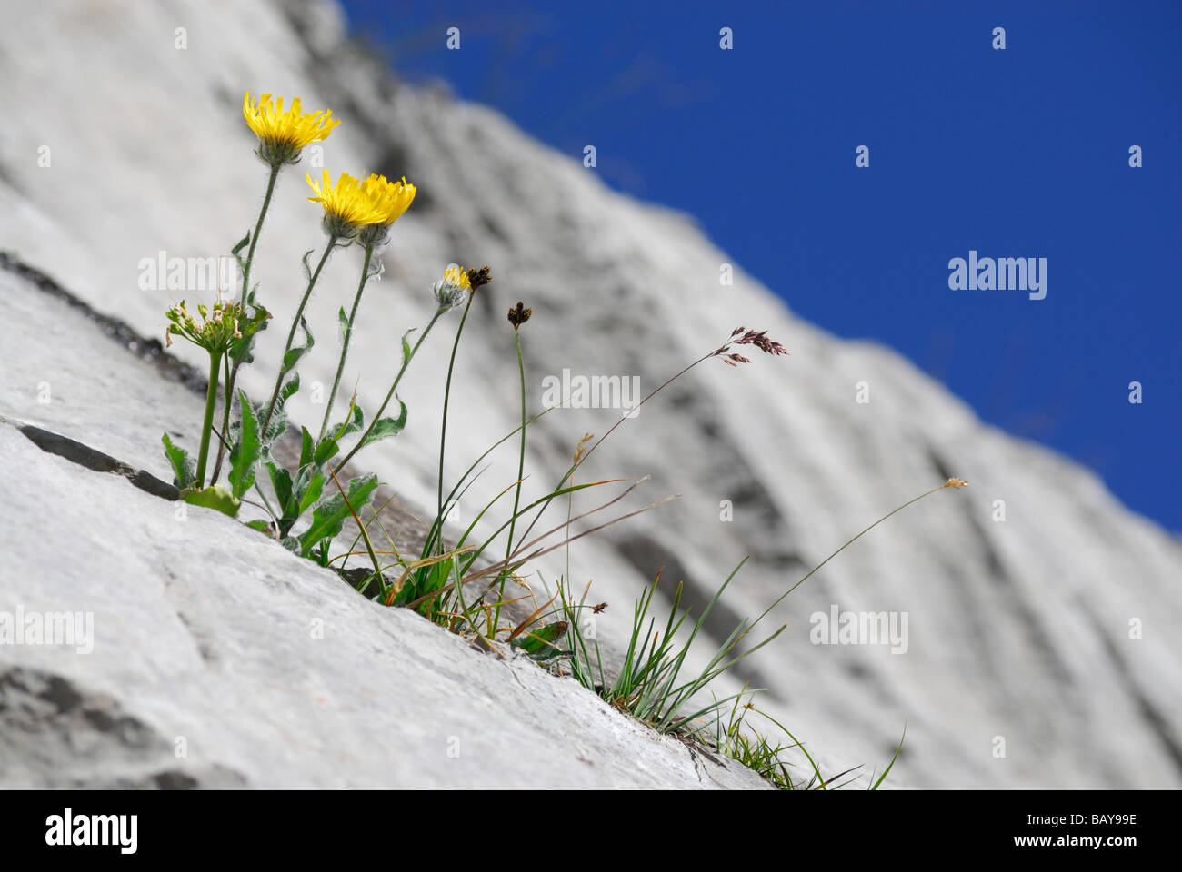 Hawkweed cresce anche su roccia, Steinernes Meer gamma, intervallo di Berchtesgaden, Salisburgo, Austria Foto Stock