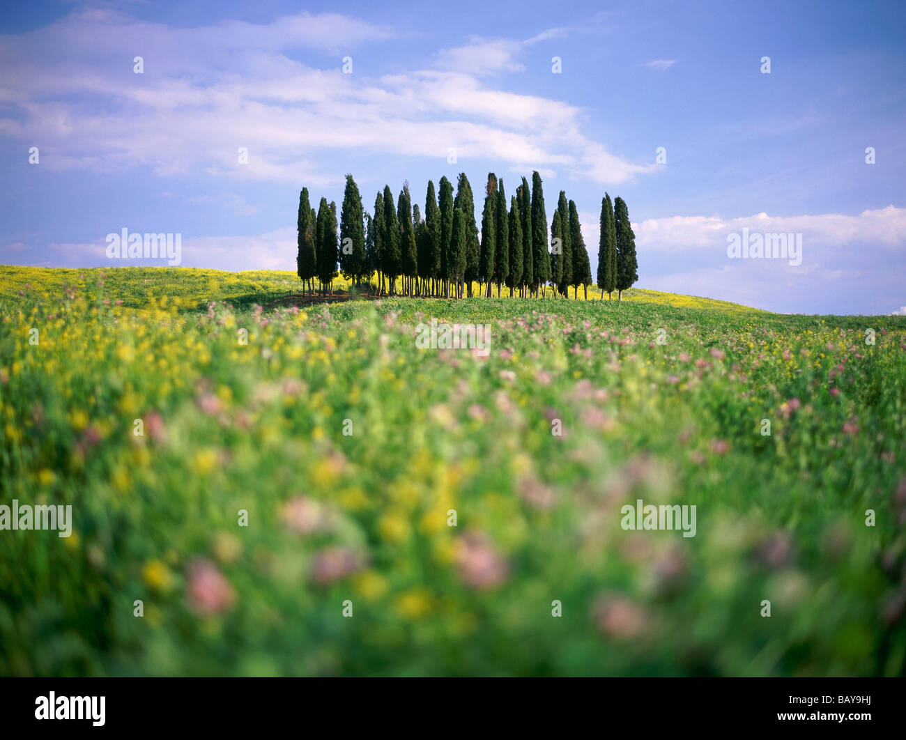 Bosco di cipressi, cipressi nel prato di fiori, Val d'Orcia, Toscana, Italien Foto Stock