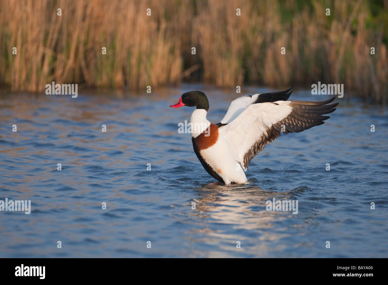 Shelduck Tadorna tadorna la balneazione Foto Stock