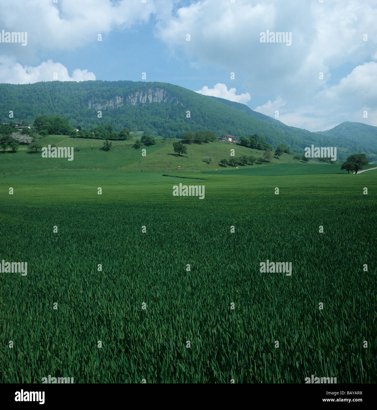 Coltivazione di grano in flagleaf nelle montagne del Giura regione della Svizzera Foto Stock